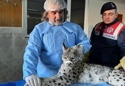 Van'da bulunan vaşak tedaviye alındı