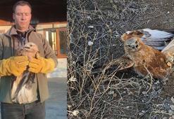 Yaralı halde bulunan kızıl şahin, tedaviye alındı