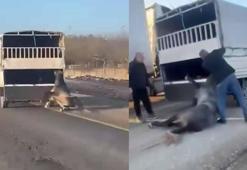 Kamyonetin arkasına bağladığı atı dakikalarca sürükledi; o anlar kamerada