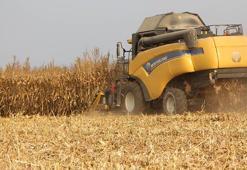 Mardin Ovası'nda mısır hasadı başladı; 2 milyon ton rekolte bekleniyor