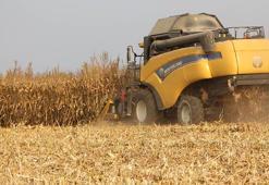 Mardin Ovası'nda mısır hasadı başladı; 2 milyon ton rekolte bekleniyor