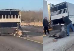 Kamyonetin arkasında dakikalarca sürüklenen atın durumu iyi