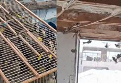 Bursa'da 2 kuş kaçakçısına 415 bin 183 lira ceza