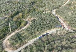 Hatay’da zeytin hasadına başlandı; 201 bin ton rekolte bekleniyor