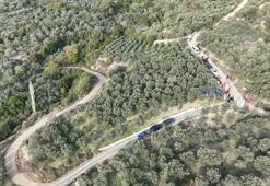 Hatay’da zeytin hasadına başlandı; 201 bin ton rekolte bekleniyor