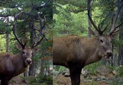 DKMP'den 'kızılgeyik' paylaşımı: Unutulmaz bir bakış attı