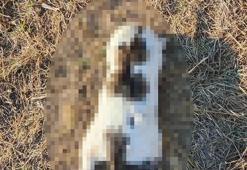 Mersin'de kedinin işkenceyle öldürüldüğü iddiasına soruşturma