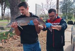 Ağlarına takılan nesli tükenme tehlikesindeki ‘mersin balığı’nı yetkilere teslim etti