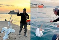 Sahile çıkan pelikanı, balıkla beslediler