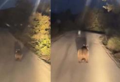 Köy yoluna inen ayı cep telefonu kamerasında