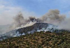 Aydın'da orman yangını