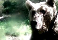 Ormanda yavrularıyla gezen ayı, fotokapana saldırdı