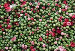 Avrupa ülkelerine 12 milyon dolarlık yılbaşı çiçeği
