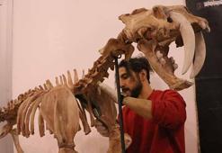 7,5 milyon yıllık fosiller ve replikaları ayna yöntemi ile 3D yazıcılarla ayaklandırılıyor