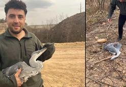 Ayağına misina dolanan mavi balıkçıl kuş kurtarıldı