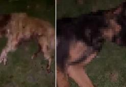 Samsun’da 9 köpek tabanca ile vurularak öldürüldü, Valilik açıklama yaptı