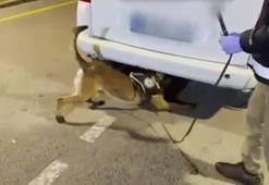 Stepneye zulalanmış 12 kilo uyuşturucuyu 'Hector' buldu