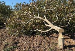 İki bahçesindeki 30 ağaç kesildi, jandarmaya şikayetçi oldu