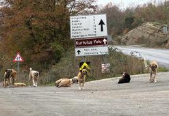 Samsun'da ölü bulunan 9 köpekten alınan doku örnekleri teste gönderildi