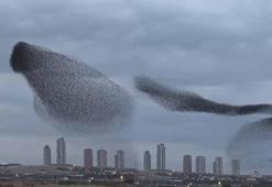 Ankara'da sığırcıkların gökyüzündeki dansı kamerada