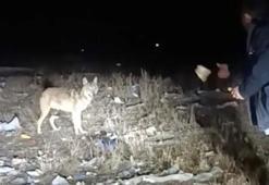 Arazide karşılaştığı kurdu eliyle besledi