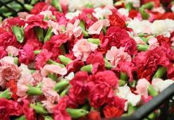 Sirtakide tabak kırmanın yerini alan Türk karanfilinden 3 milyon dolarlık gelir