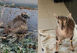 Kars'taki merkezde 4 bin 500 yaban hayvanı tedavi edildi