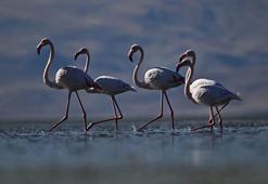 Flamingolar, İran'ın Urumiye Gölü kuruyunca Van Gölü Havzası'ndan kışın da ayrılmadı