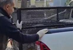 Su kuyusunda bitkin bulunan çakal doğaya geri bırakıldı