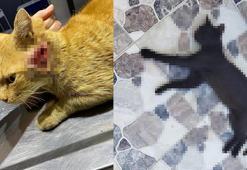 Kedileri av tüfeği ile öldürdüğü iddia edilen komşu için hapis istemi