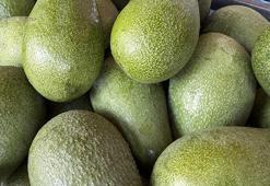 Alanya avokadosunda rekolte beklentisi 150 milyon adet
