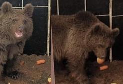 Bitkin halde bulunan yavru ayıya özel bakım
