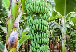 Adana'da muz üretimi, devlet teşvikleriyle 7 bin 500 dekara çıktı