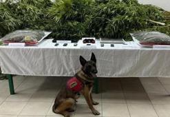 Çiftlikte uyuşturucu bulunmasında sahibi avukat beraat etti, kiracı ceza aldı