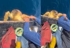 Misinaya dolanan caretta carettayı amatör balıkçı kurtardı