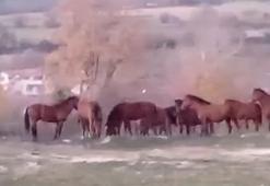 Aç kalan yılkı atları şehir merkezine indi