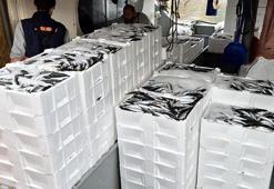 Marmara'da lodos dindi; Tekirdağlı balıkçılar, 600 kasa balık avladı