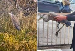 Ankara'da bitkin bulunan gri balıkçıl bakıma alındı