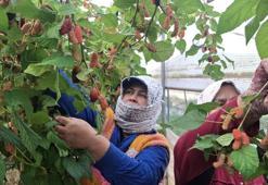 Mersin'de karadut hasadı başladı; yüzde 70'i ihraç ediliyor