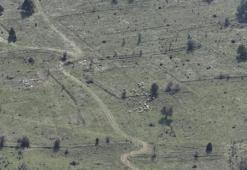 Bolu'da kaybolan küçükbaşlar, dronla bulundu