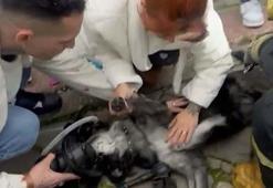 Yangında 2 köpekten biri öldü, diğeri kalp masajıyla yaşama döndürüldü