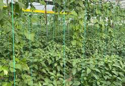 ‘En acı biber’in hasat zamanı