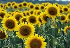 Edirne'de kuraklık nedeniyle üretici ayçiçeğinden uzaklaşıp, buğday ekimine yöneldi