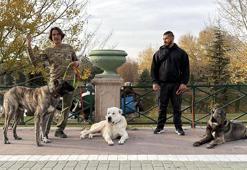 Türk çoban köpeklerini dünyaya tanıtıyor