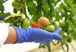 TENMAK'ta kuraklığa ve dona dayanabilen gıdalar geliştiriliyor