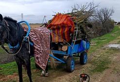 Meradan izinsiz ağaç kesen 2 şüpheli gözaltına alındı
