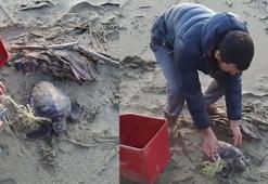 Misina ve ipe dolanan caretta carettayı vatandaşlar kurtardı