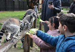 Engelli çocuklar, lemurlarla tanıştı