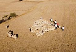 ‘Tedbir alınmazsa 10 yıl sonra çoban bulmakta zorlanacağız’