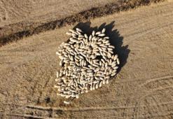 ‘Tedbir alınmazsa 10 yıl sonra çoban bulmakta zorlanacağız’